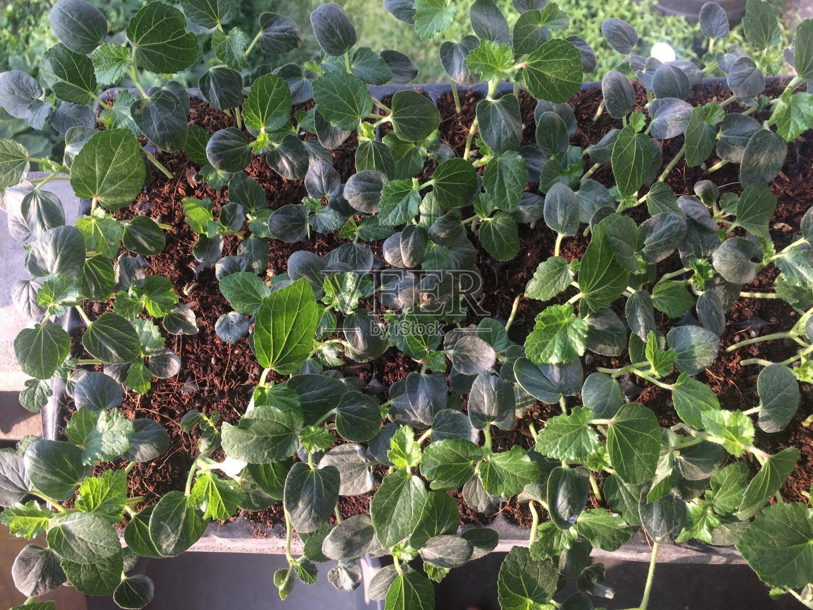 婴儿种植小树照片摄影图片