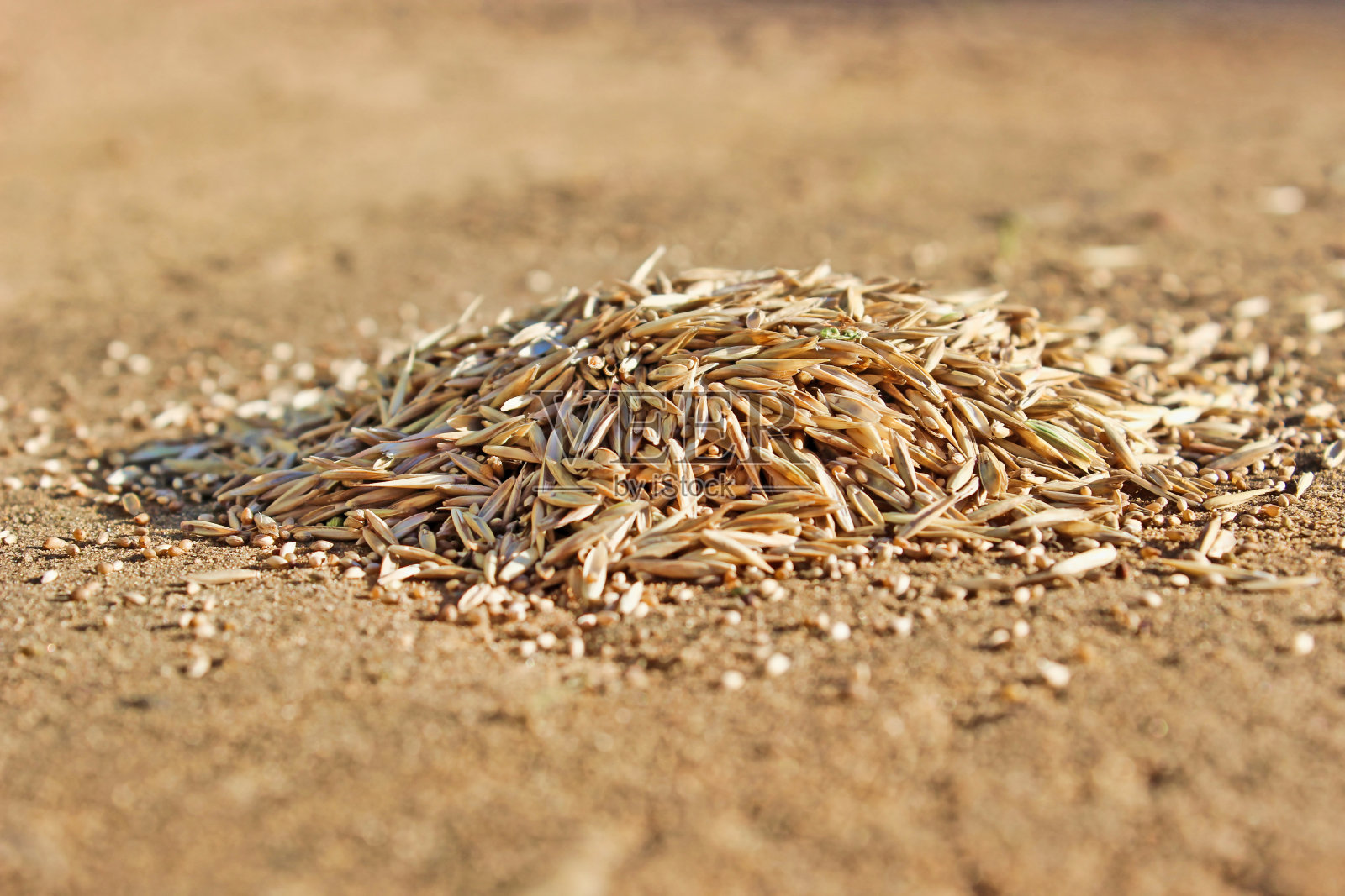 草坪草种子特写。小堆躺在地上。照片摄影图片