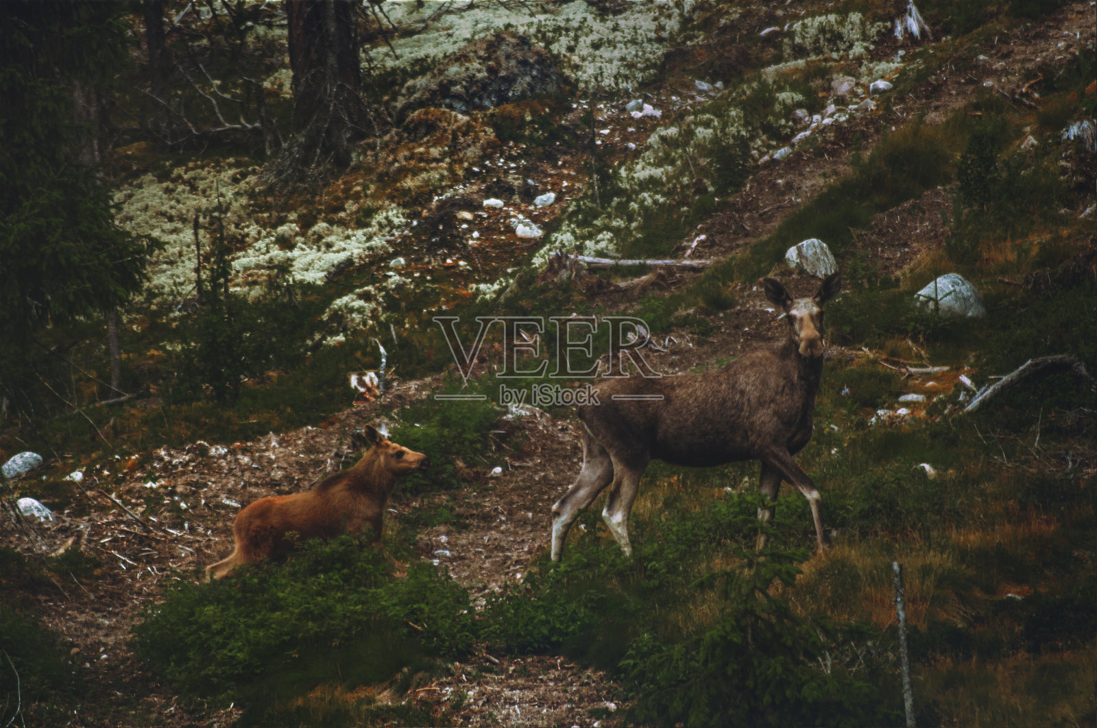 一只母驼鹿和她的孩子照片摄影图片