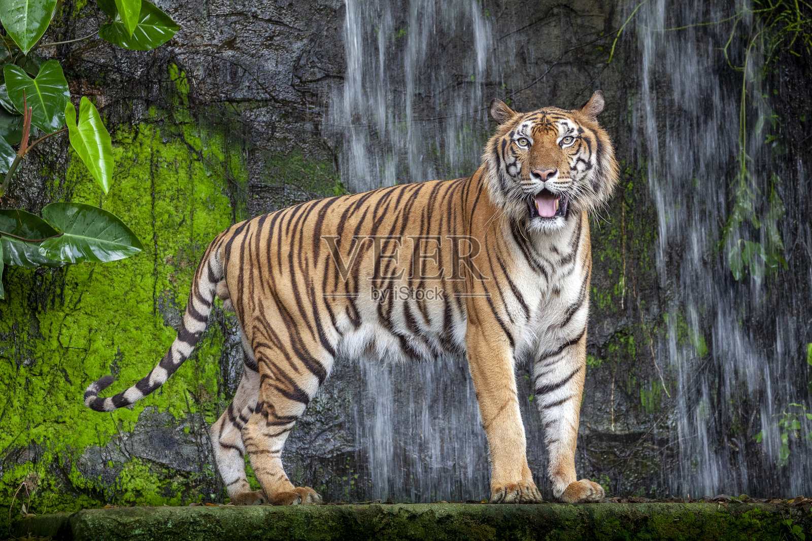 老虎行动。照片摄影图片