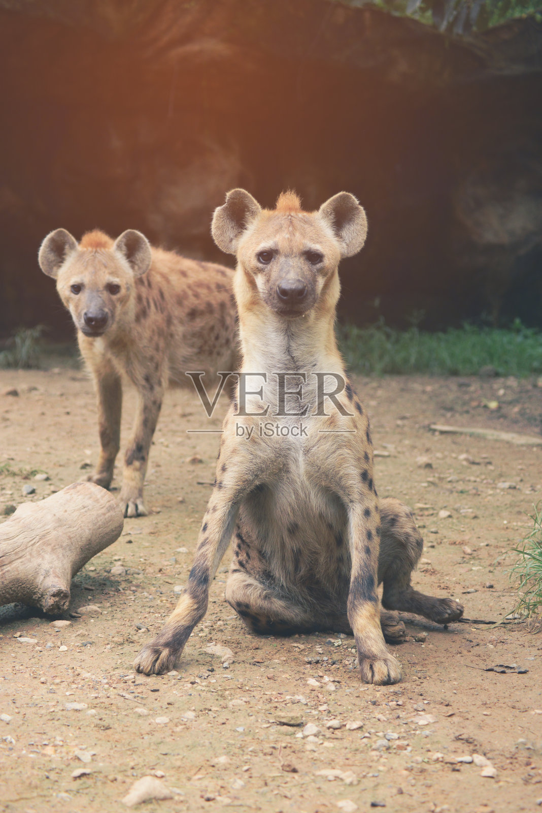 斑点鬣狗的行为照片摄影图片