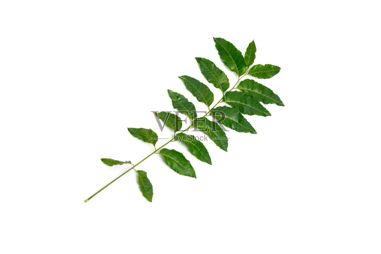 绿叶孤立在白色背景上。药用楝树叶照片摄影图片