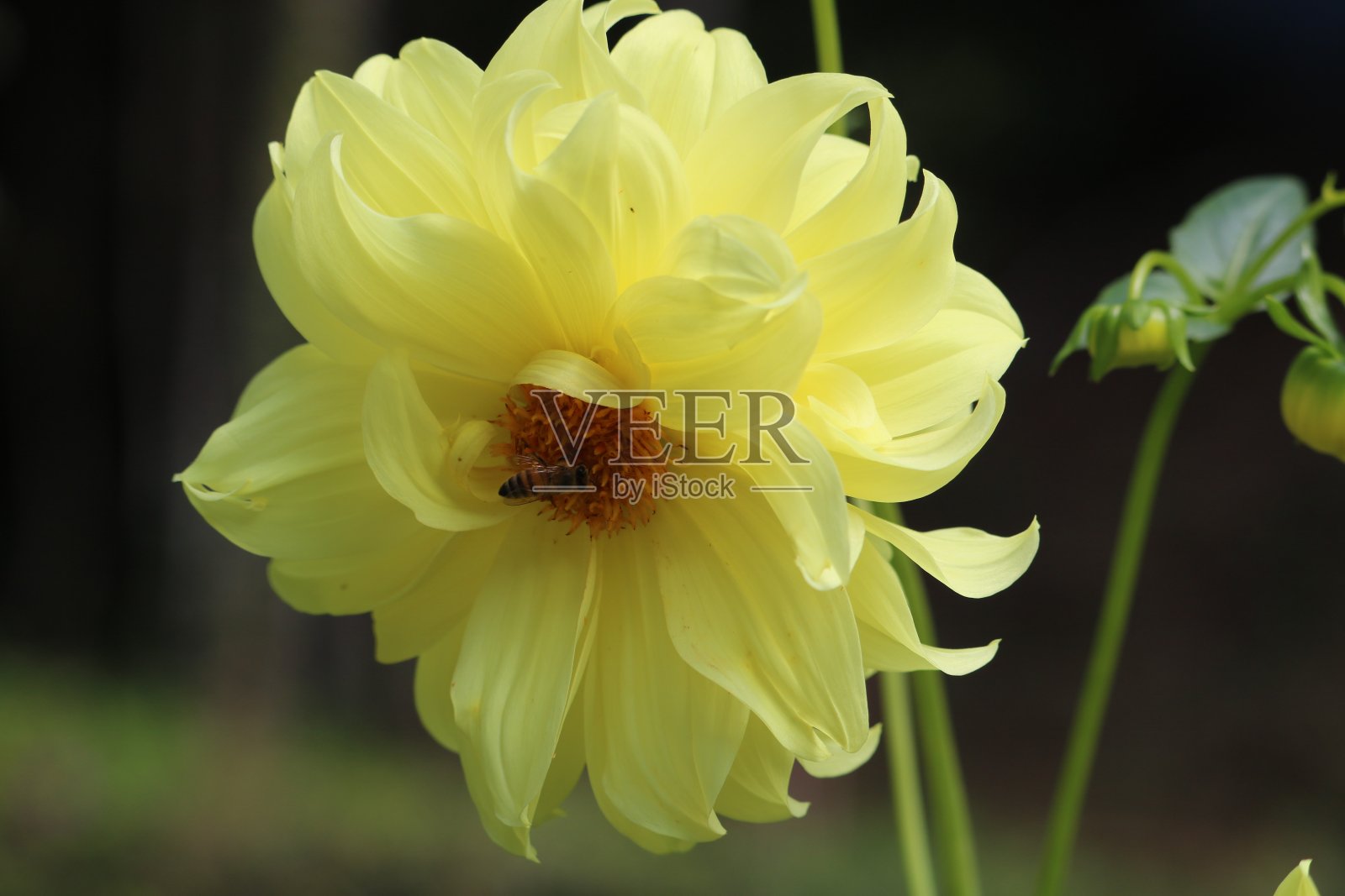 漂亮的黄色的花照片摄影图片