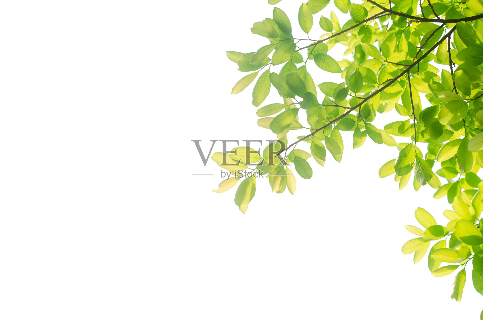 模糊绿色散景郁郁葱葱的花园公园户外的自然抽象背景。照片摄影图片