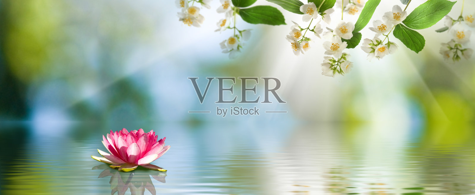 水中莲花的形象照片摄影图片