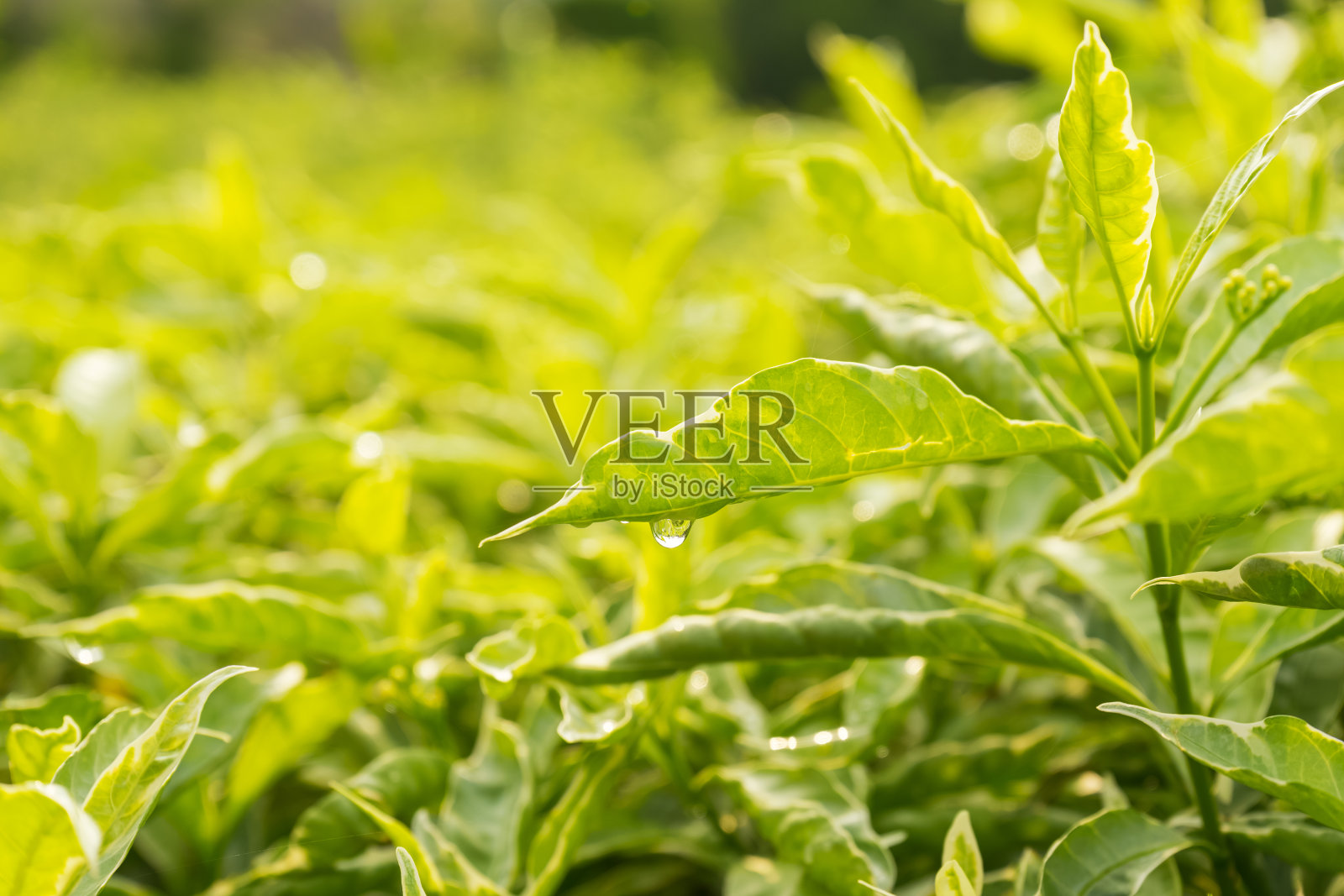 春天新鲜的绿叶照片摄影图片