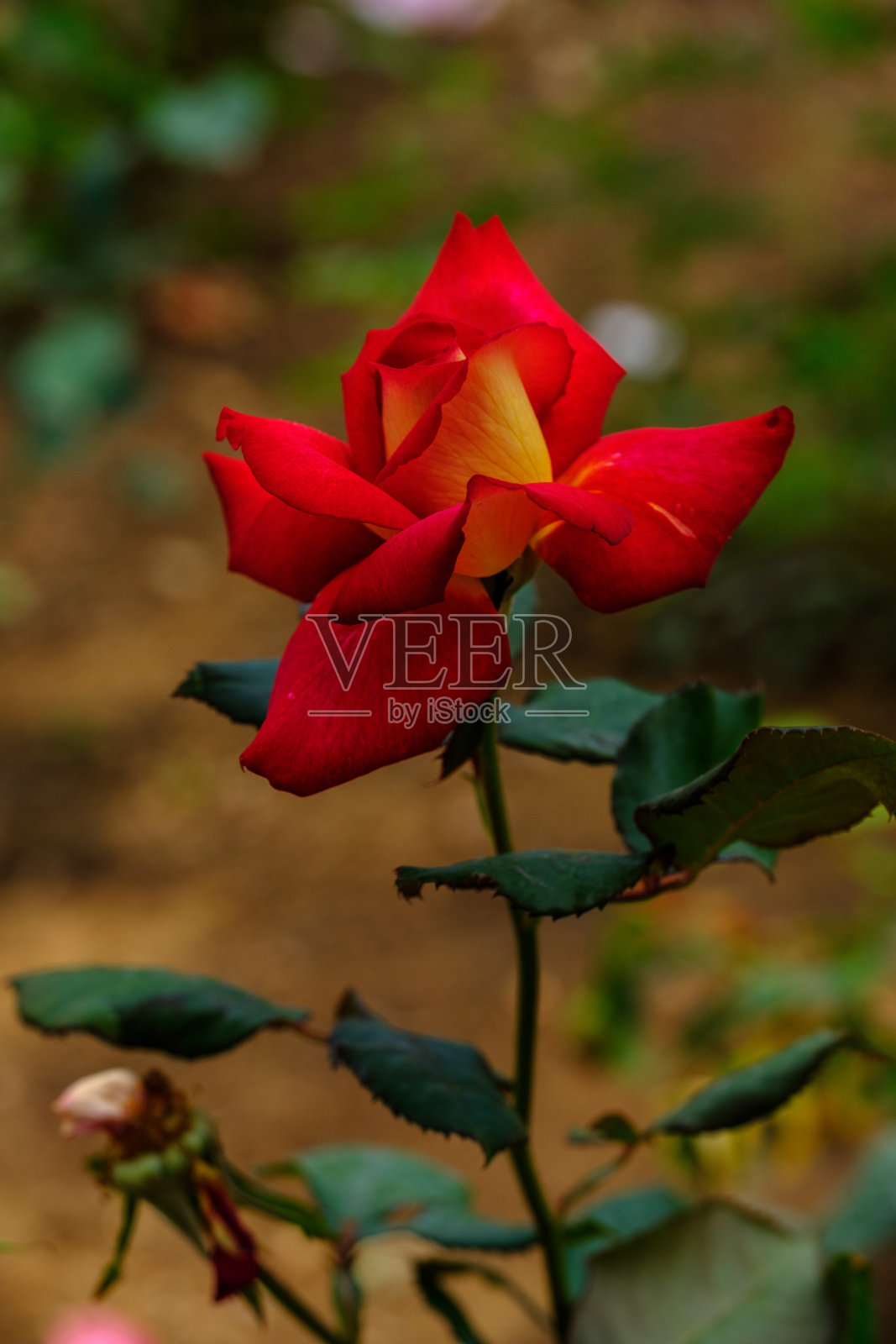 红色玫瑰在绿色背景上的特写照片摄影图片