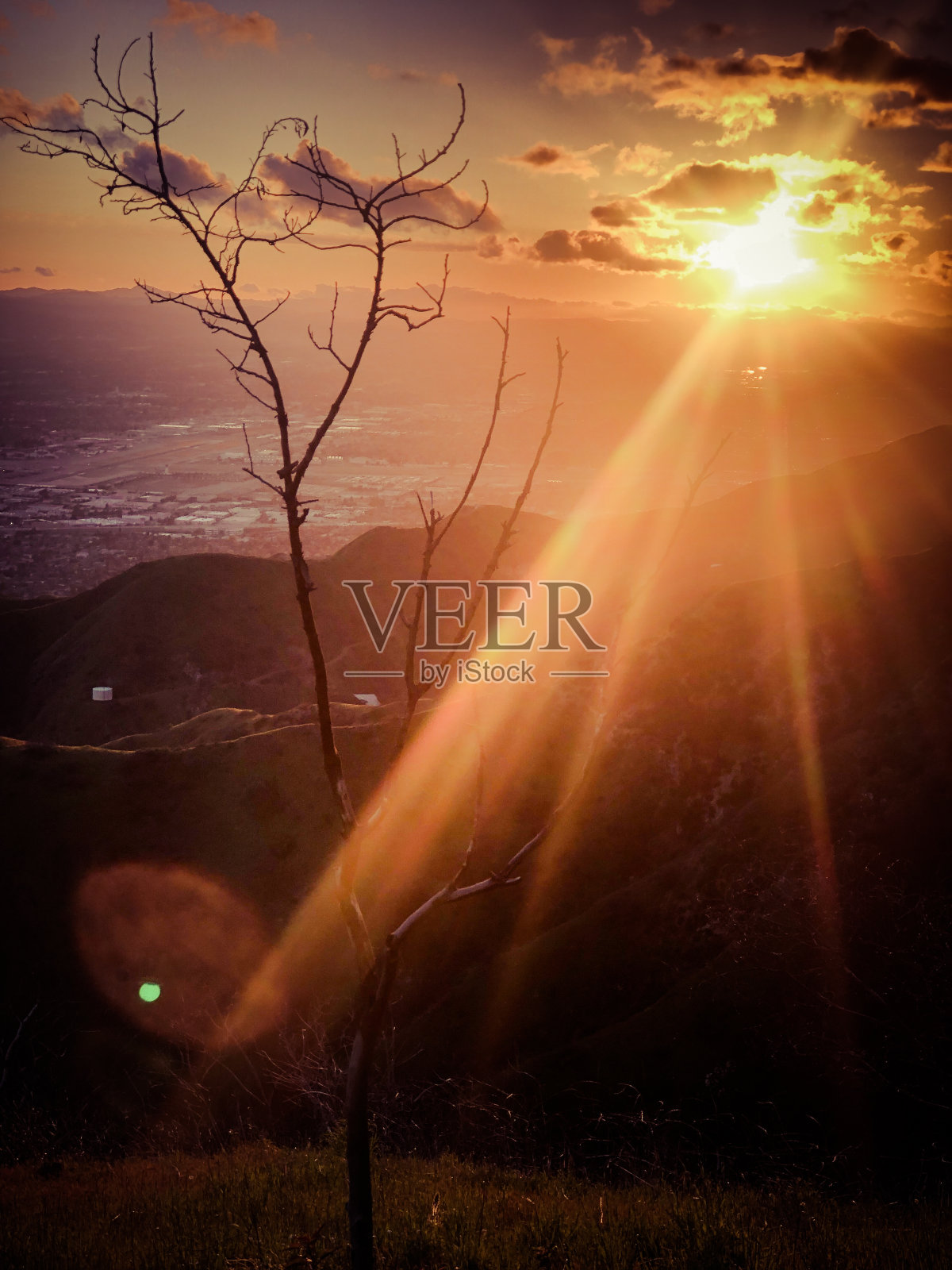 在Verdugo山的烧焦树上的日落照片摄影图片