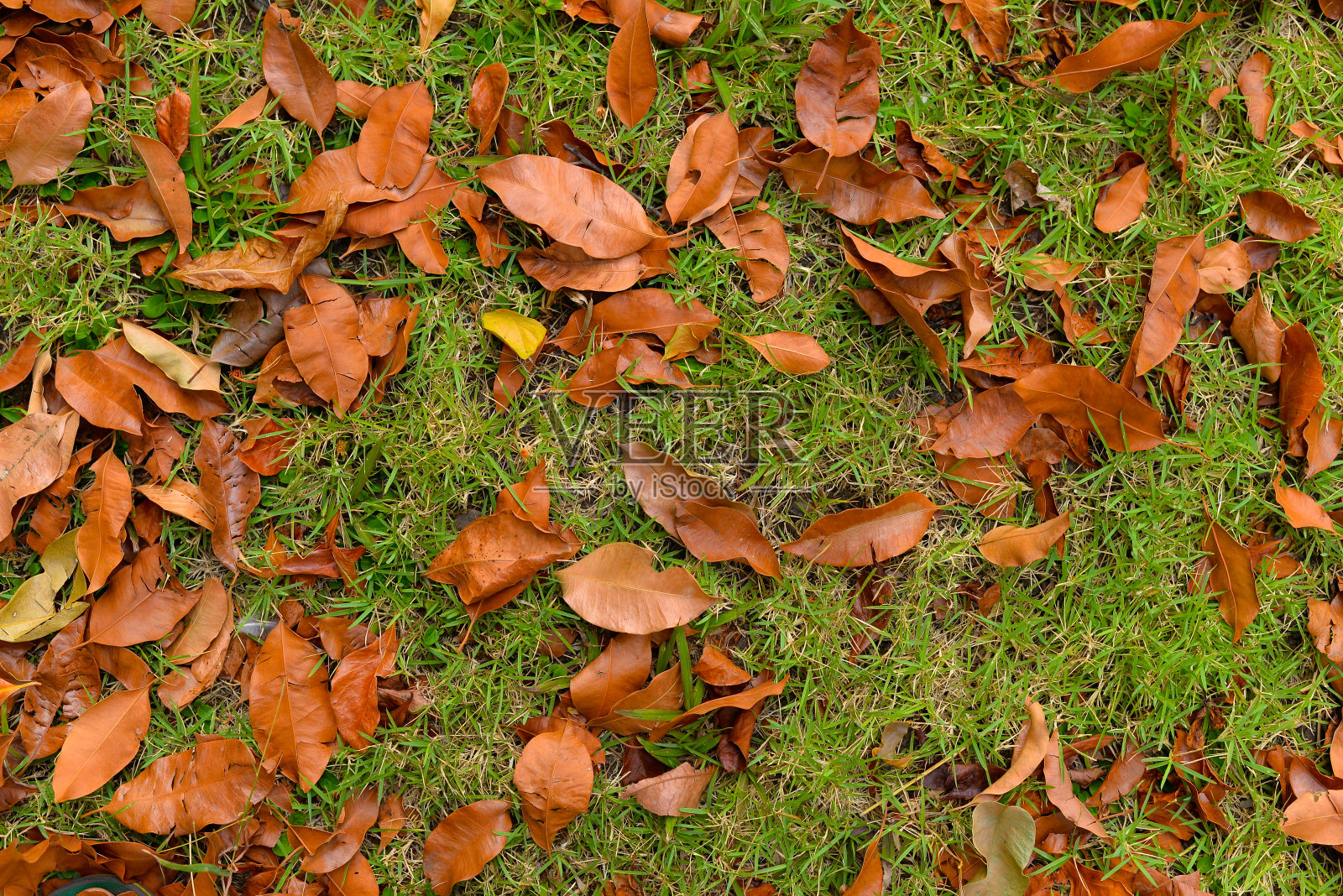 枯树的叶子落在草地上照片摄影图片