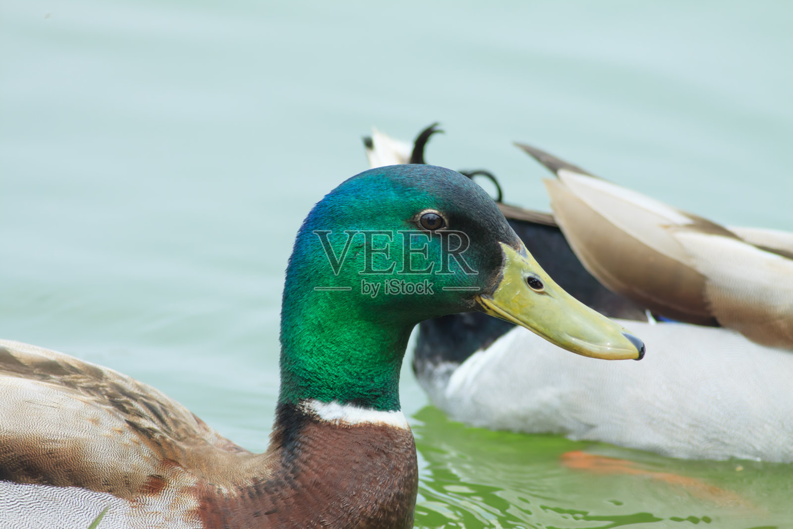 野鸭照片摄影图片