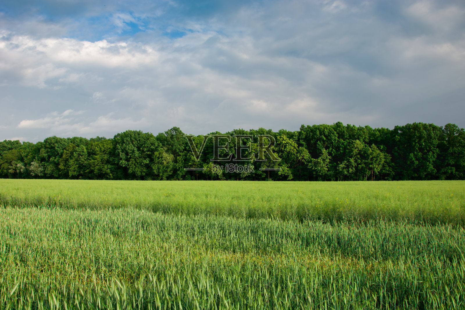 绿色的谷物，森林和灰色的天空照片摄影图片