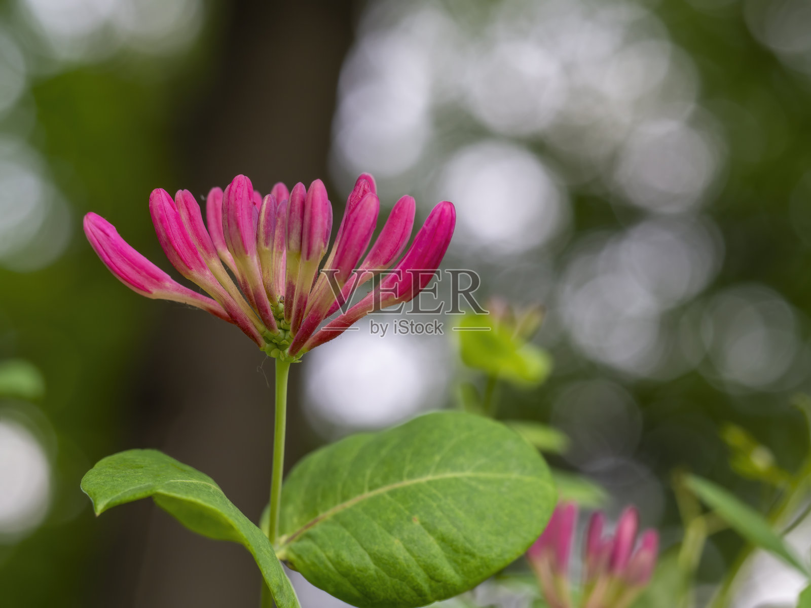 红色的花前面的绿色白色模糊的背景照片摄影图片