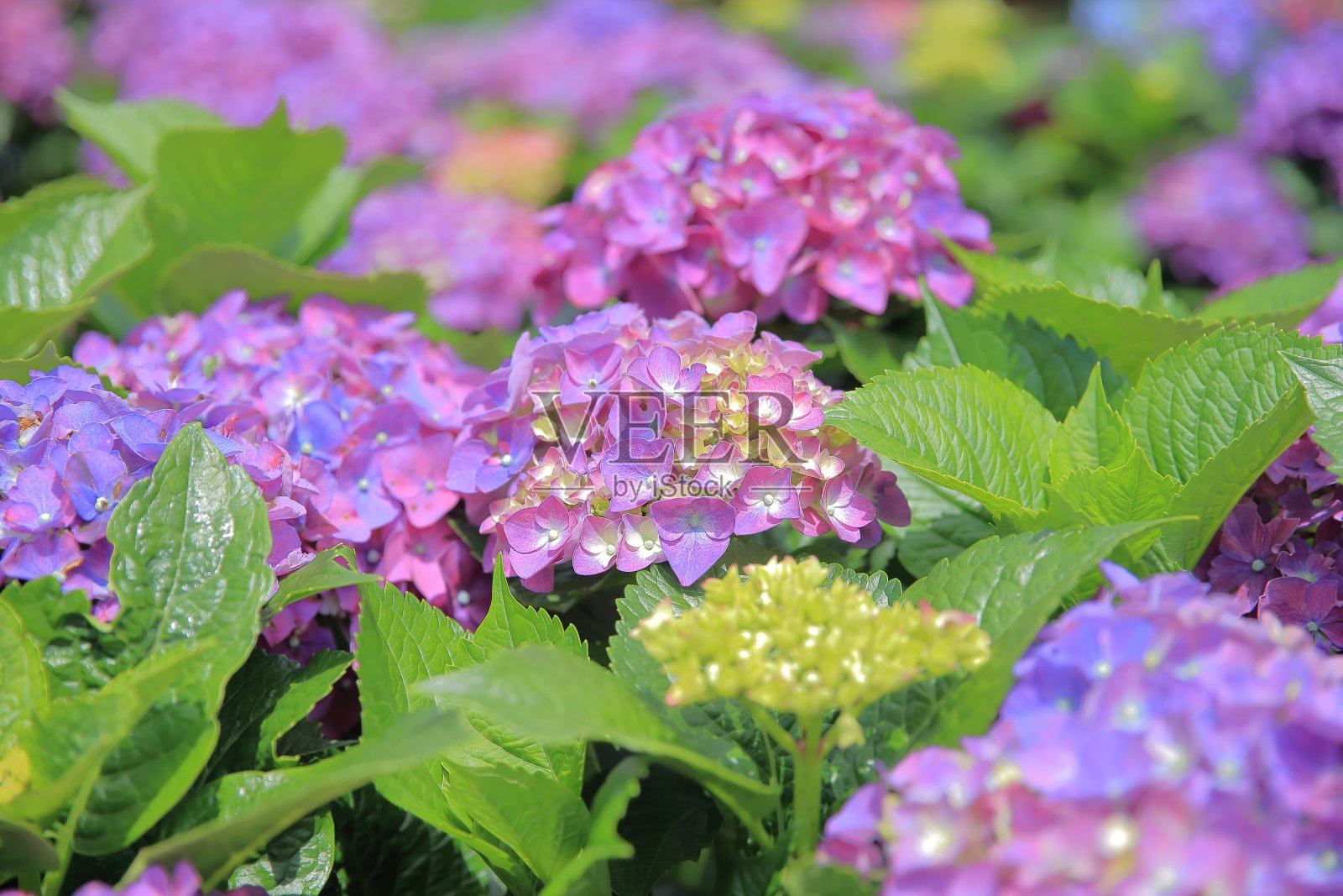 绣球花照片摄影图片