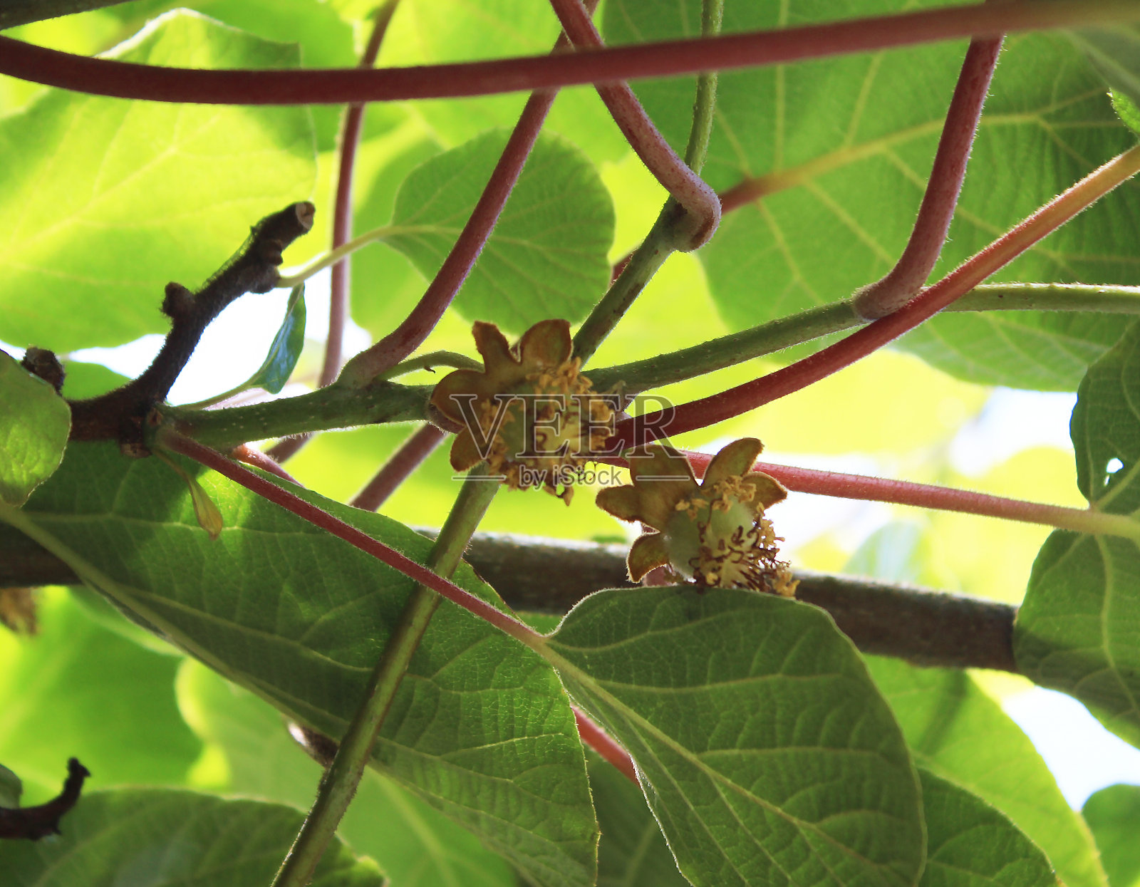 很年轻猕猴桃猕猴桃的树枝从我的有机花园照片摄影图片