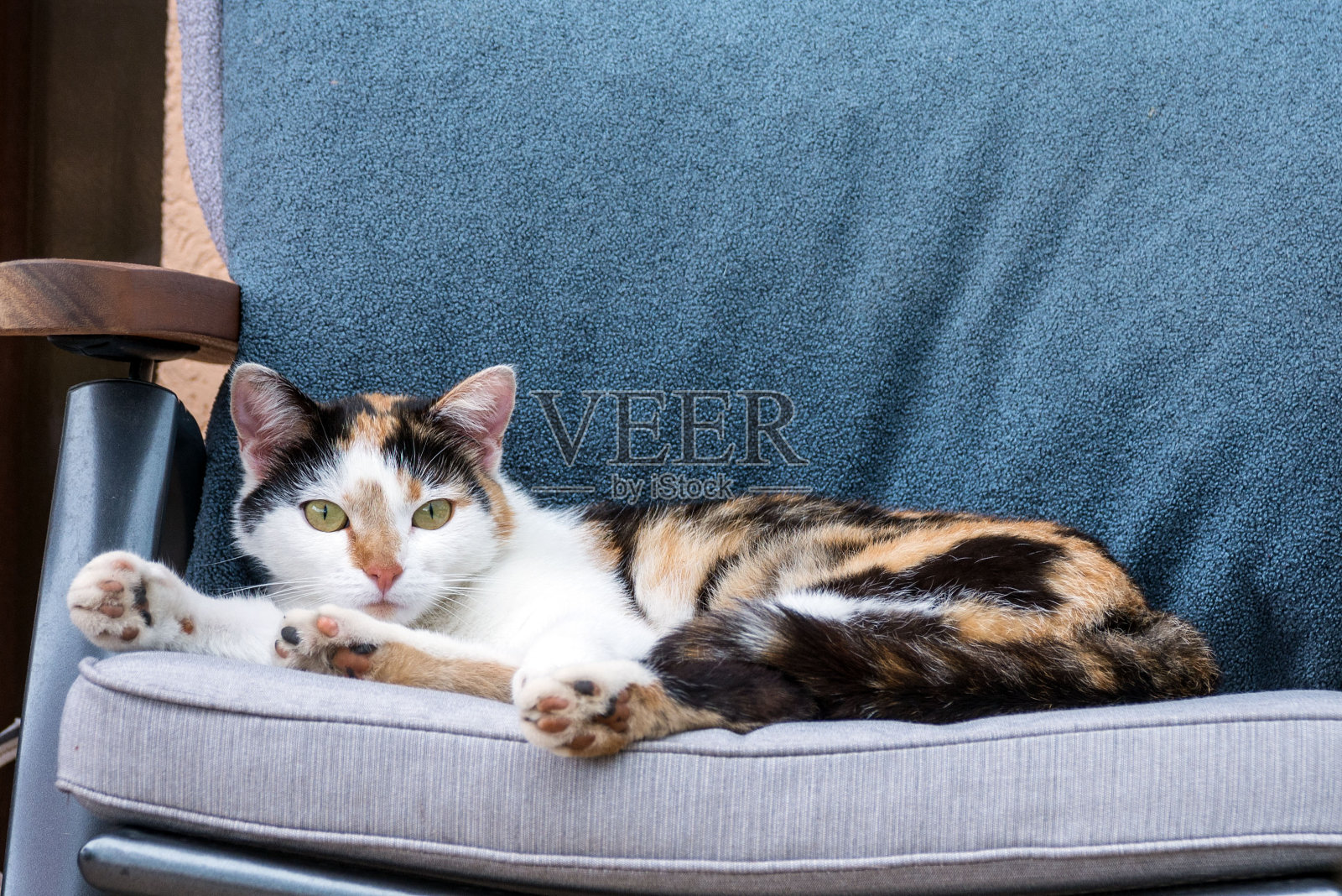 红色、白色和黑色斑点的可爱猫。宠物睡觉。照片摄影图片