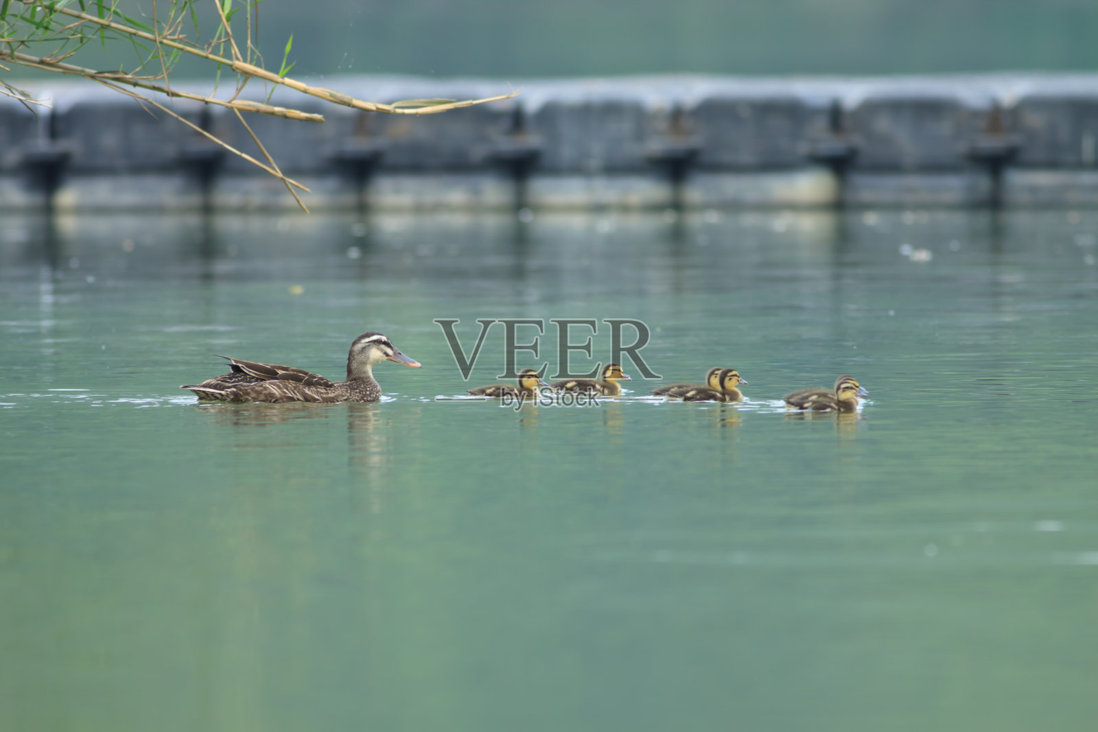 野鸭照片摄影图片