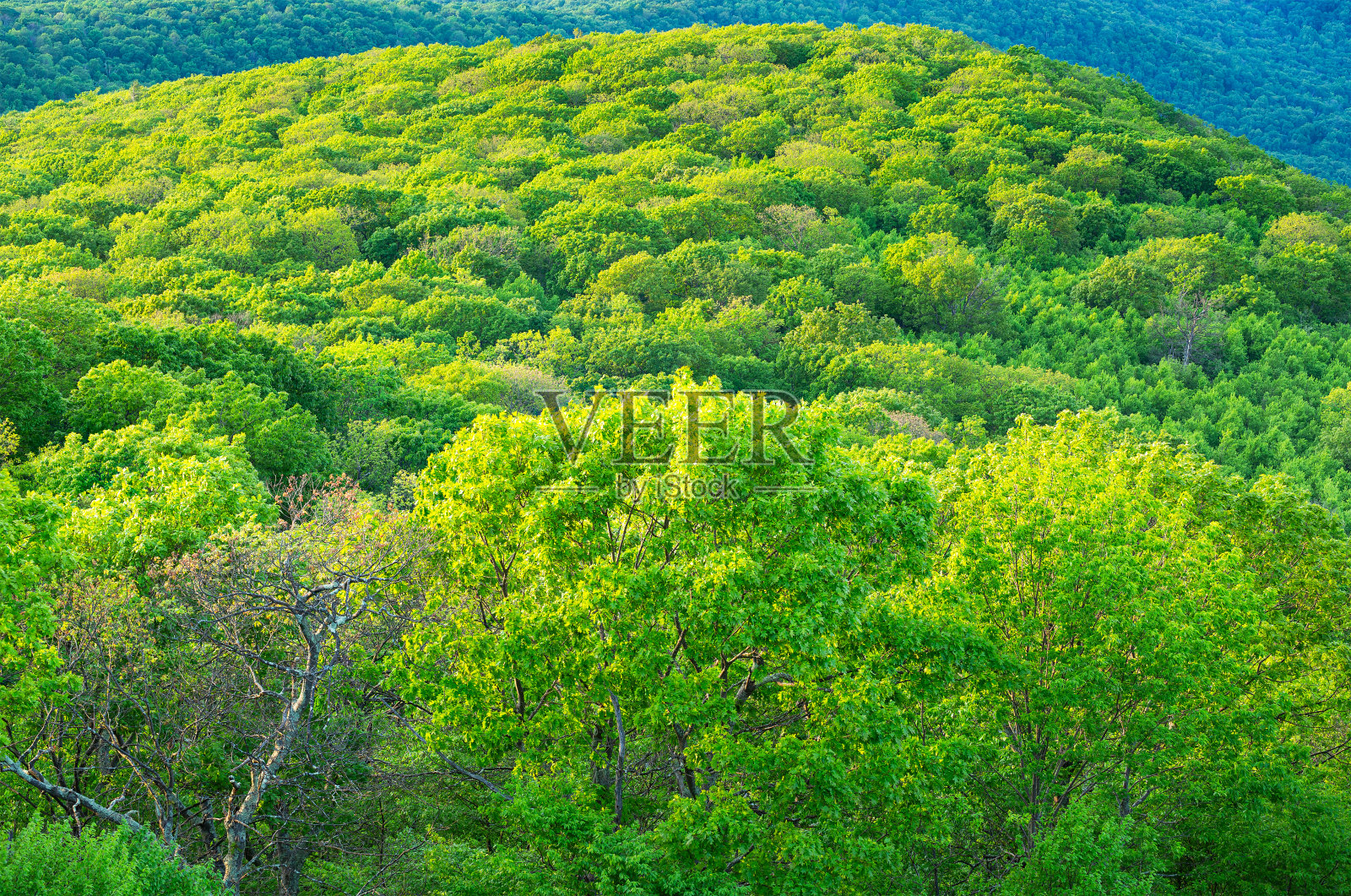 美国弗吉尼亚州雪兰多国家公园的春天照片摄影图片