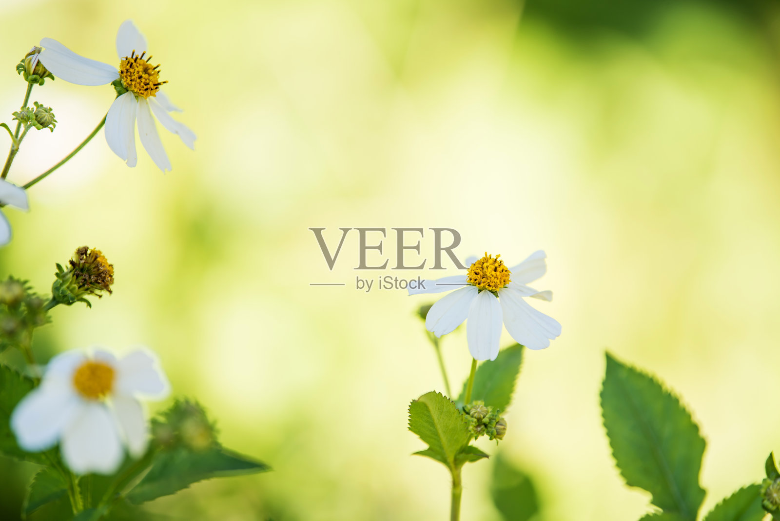 白色花的背景照片摄影图片