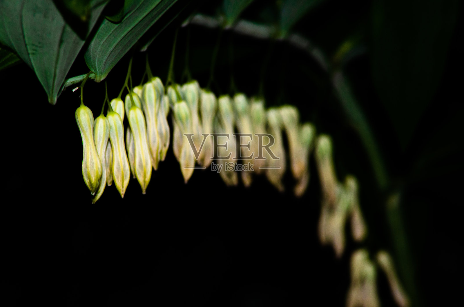 矛尖花在黑色的背景。照片摄影图片