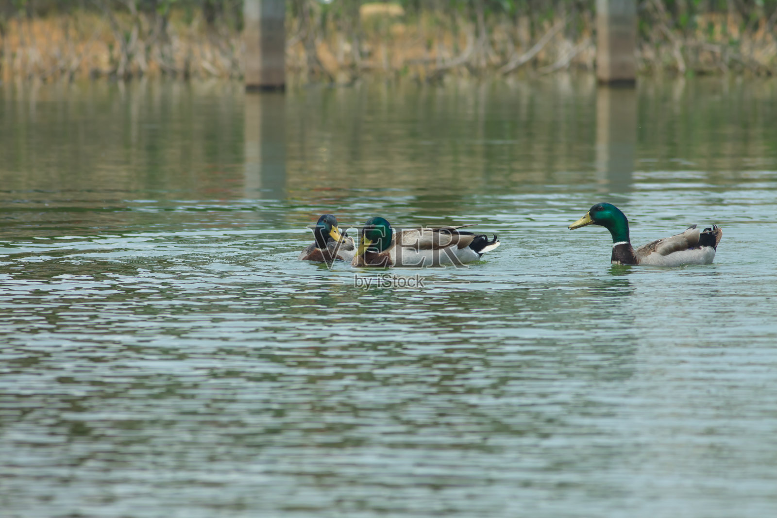野鸭照片摄影图片