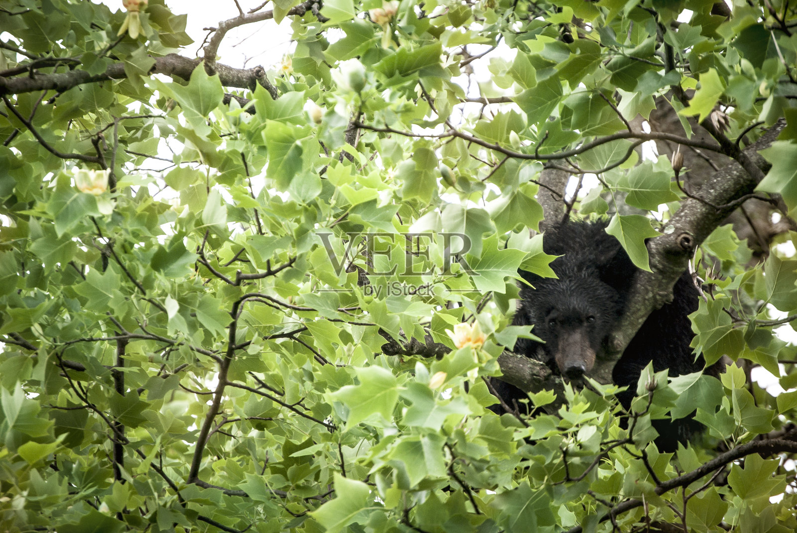 树上的黑熊-安东尼·艾瑟照片摄影图片