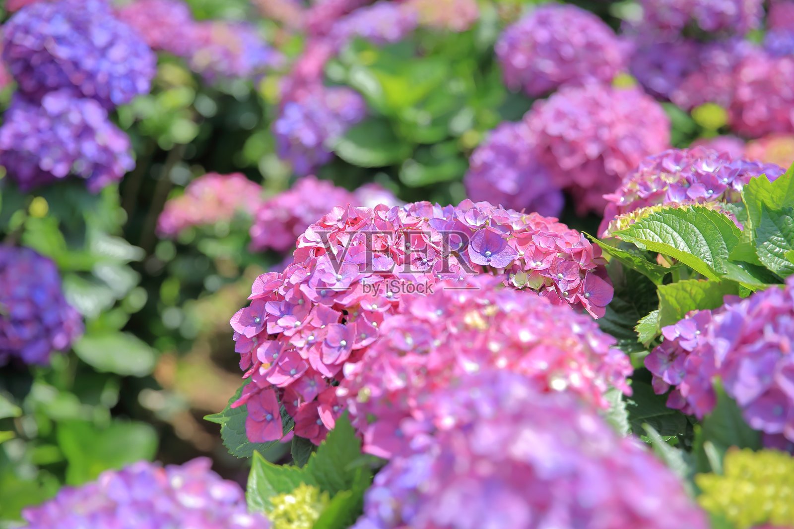 绣球花照片摄影图片