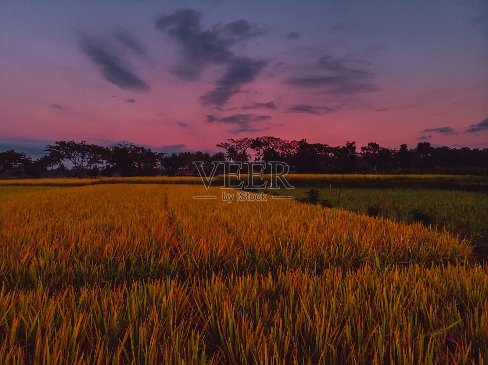 热带巴厘岛的水稻种植园，日出的颜色照片摄影图片