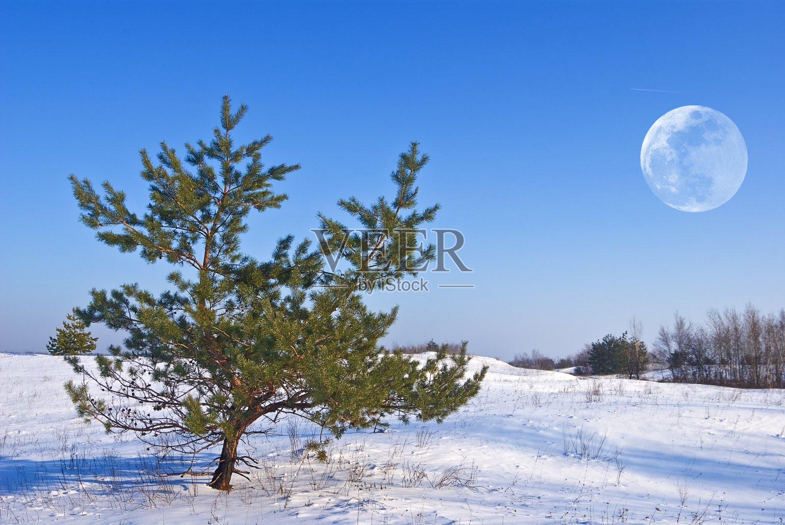 冬天被雪困的平原松树和满月照片摄影图片