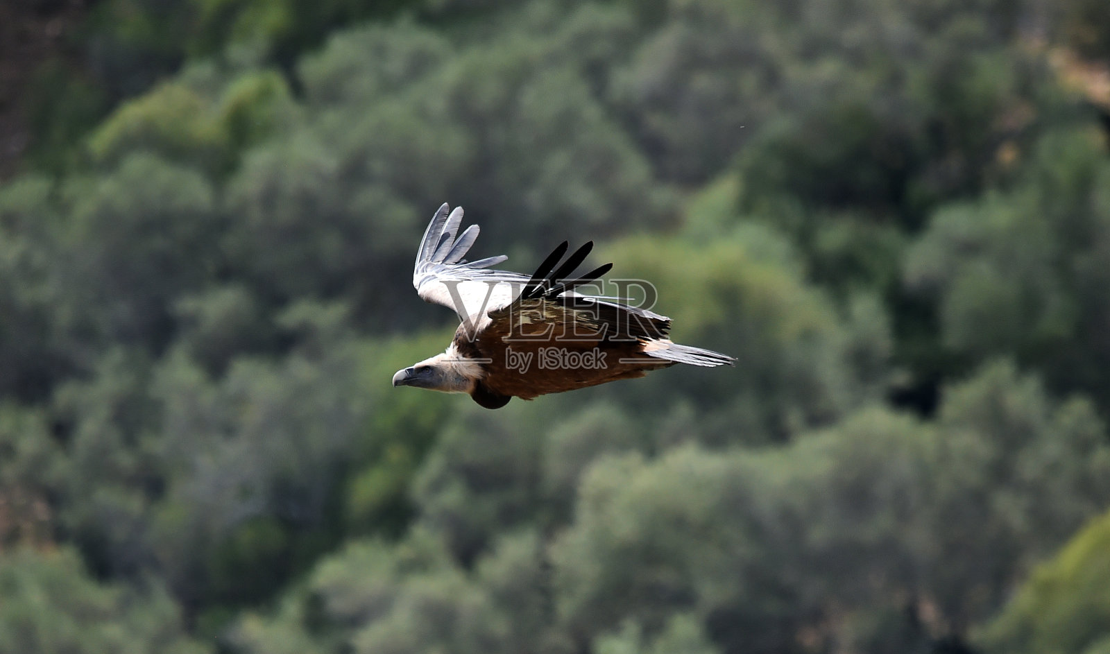 秃鹰照片摄影图片