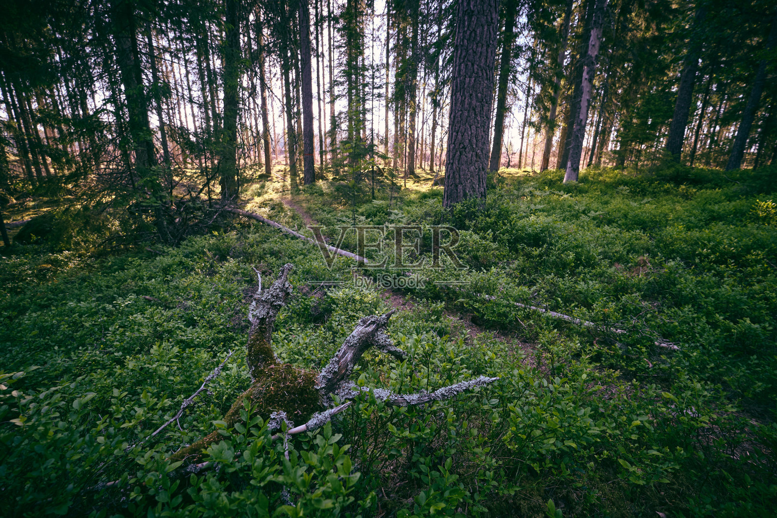 在森林里，一棵老树躺在绿色的地上，后面是树照片摄影图片