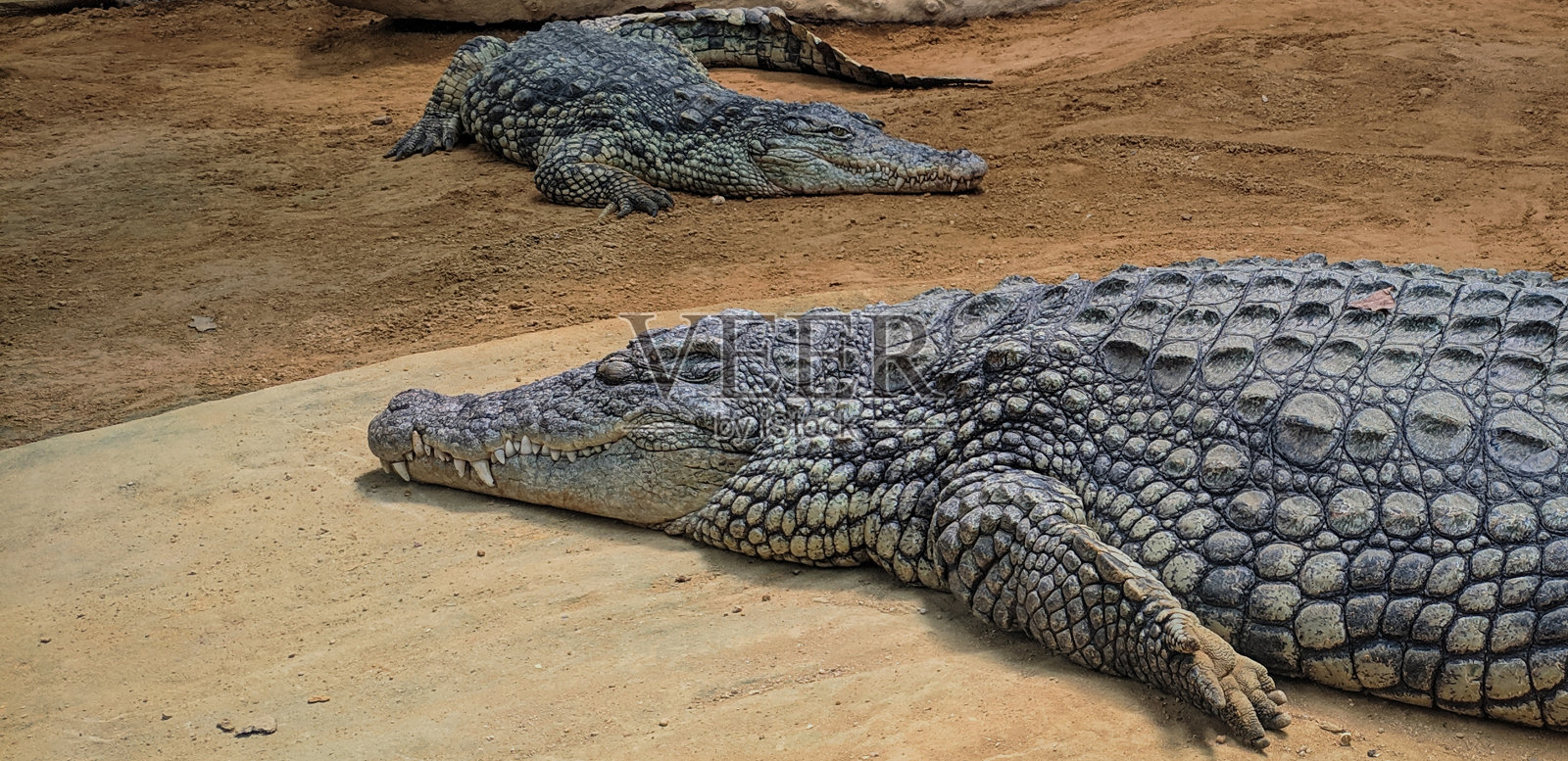 眼睛凸出的鳄鱼在阳光下休息照片摄影图片
