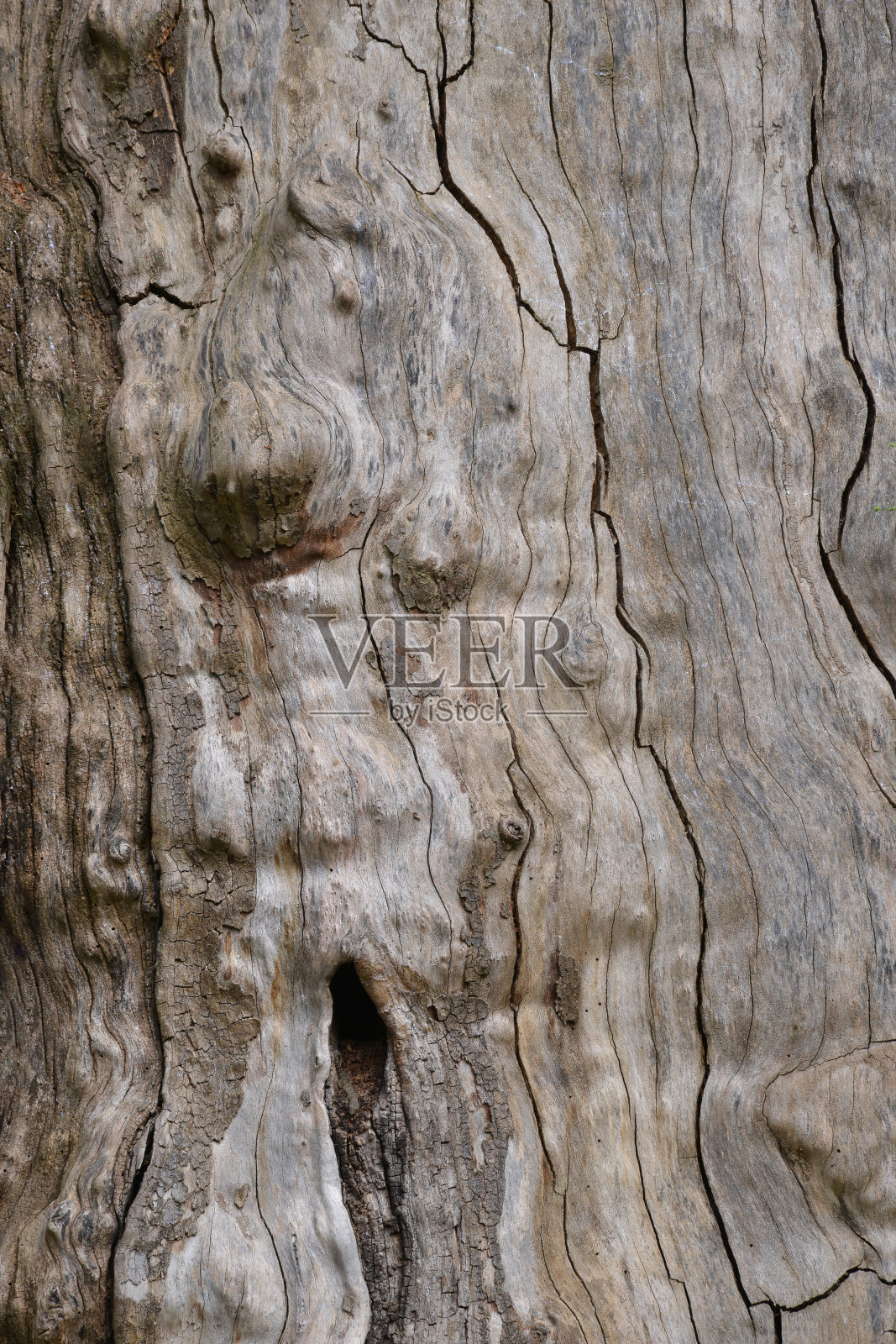 老柴的细节照片摄影图片