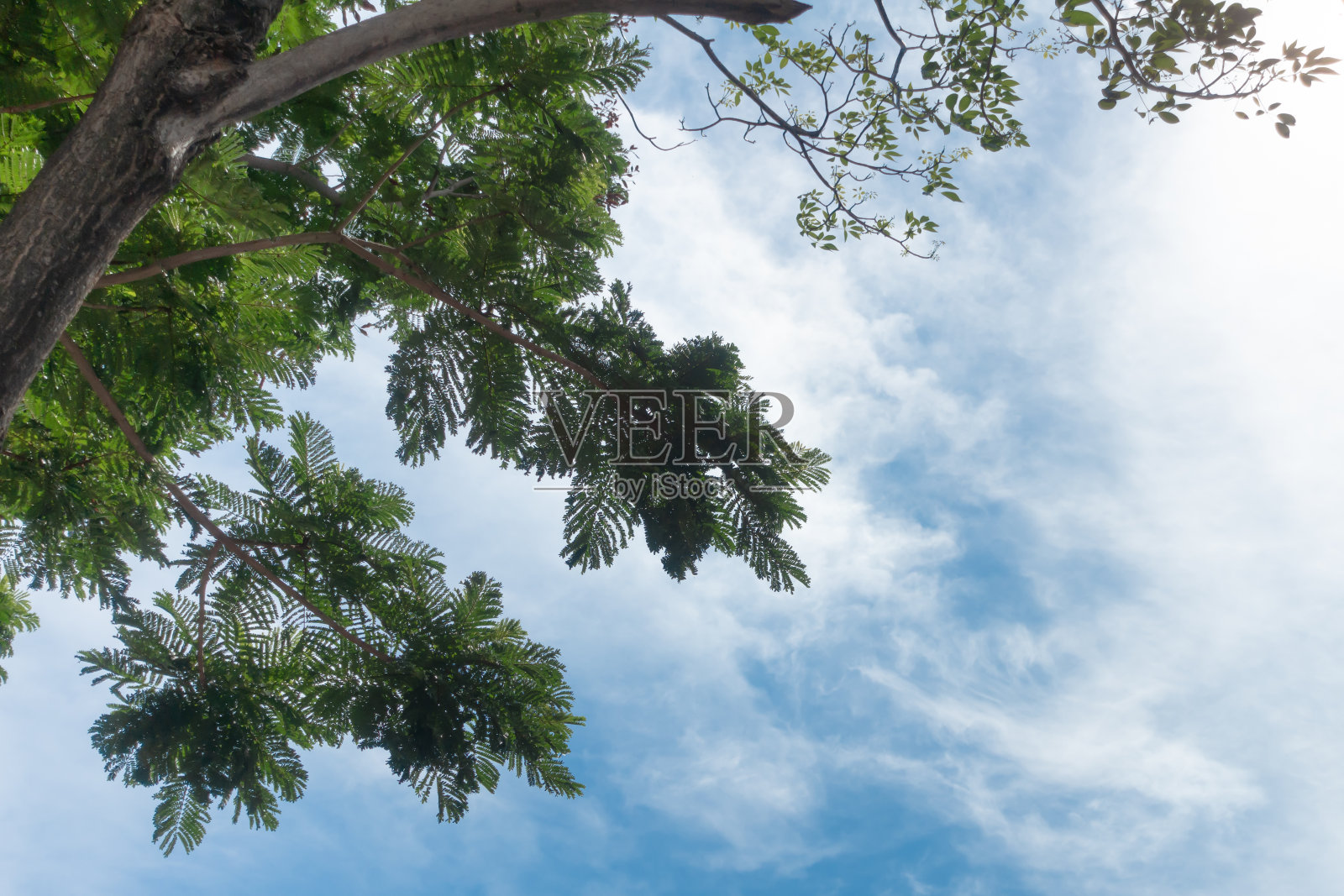 一棵大树的顶端，树枝上有湛蓝的天空和白云照片摄影图片