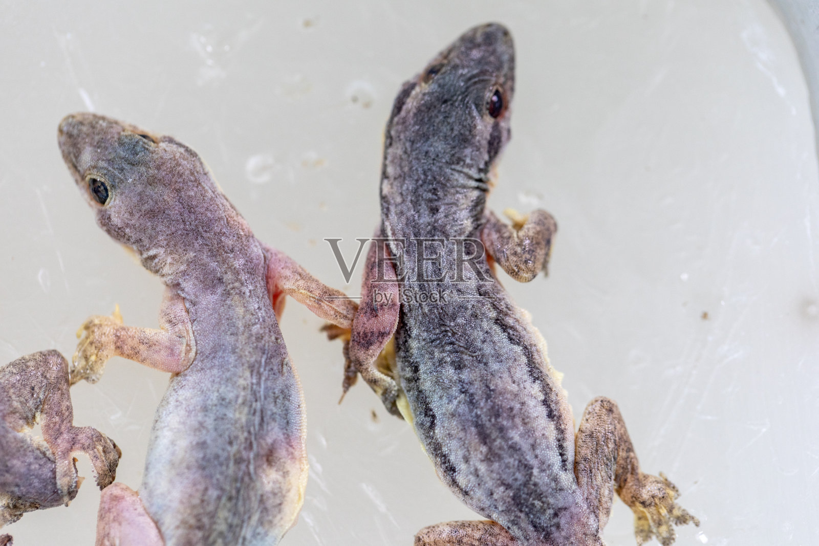 微生物实验室半指足类寄生虫研究。照片摄影图片