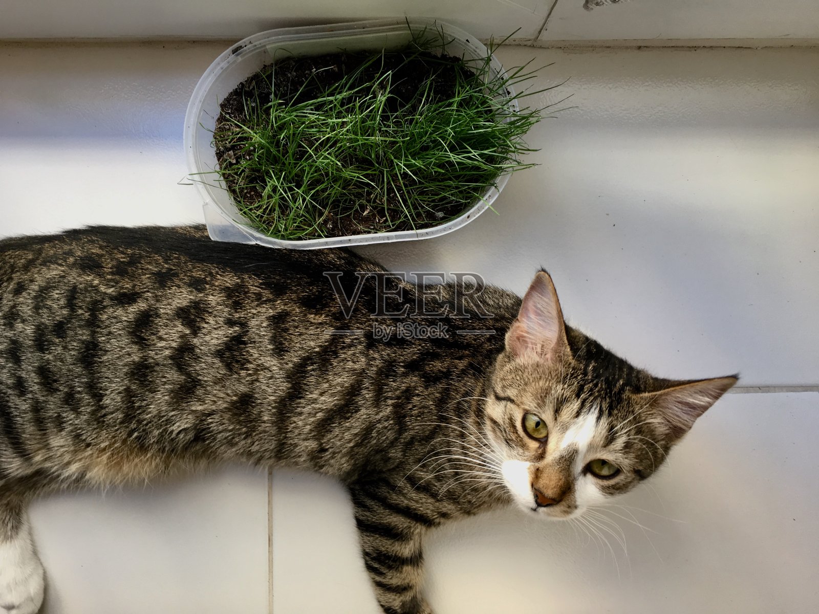 猫和草在家里照片摄影图片