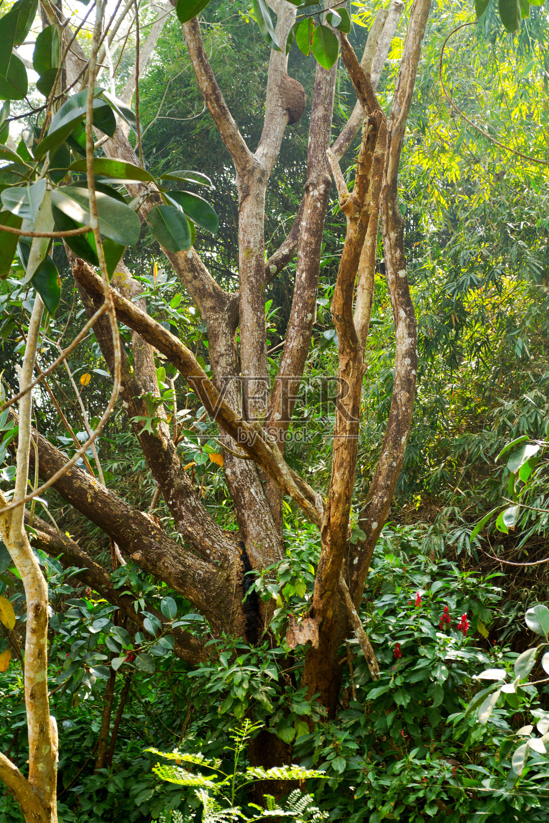 清莱热带雨林的树木照片摄影图片