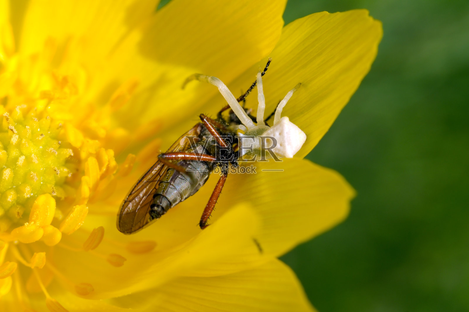 蜘蛛在黄花上抓住了一只黄蜂照片摄影图片
