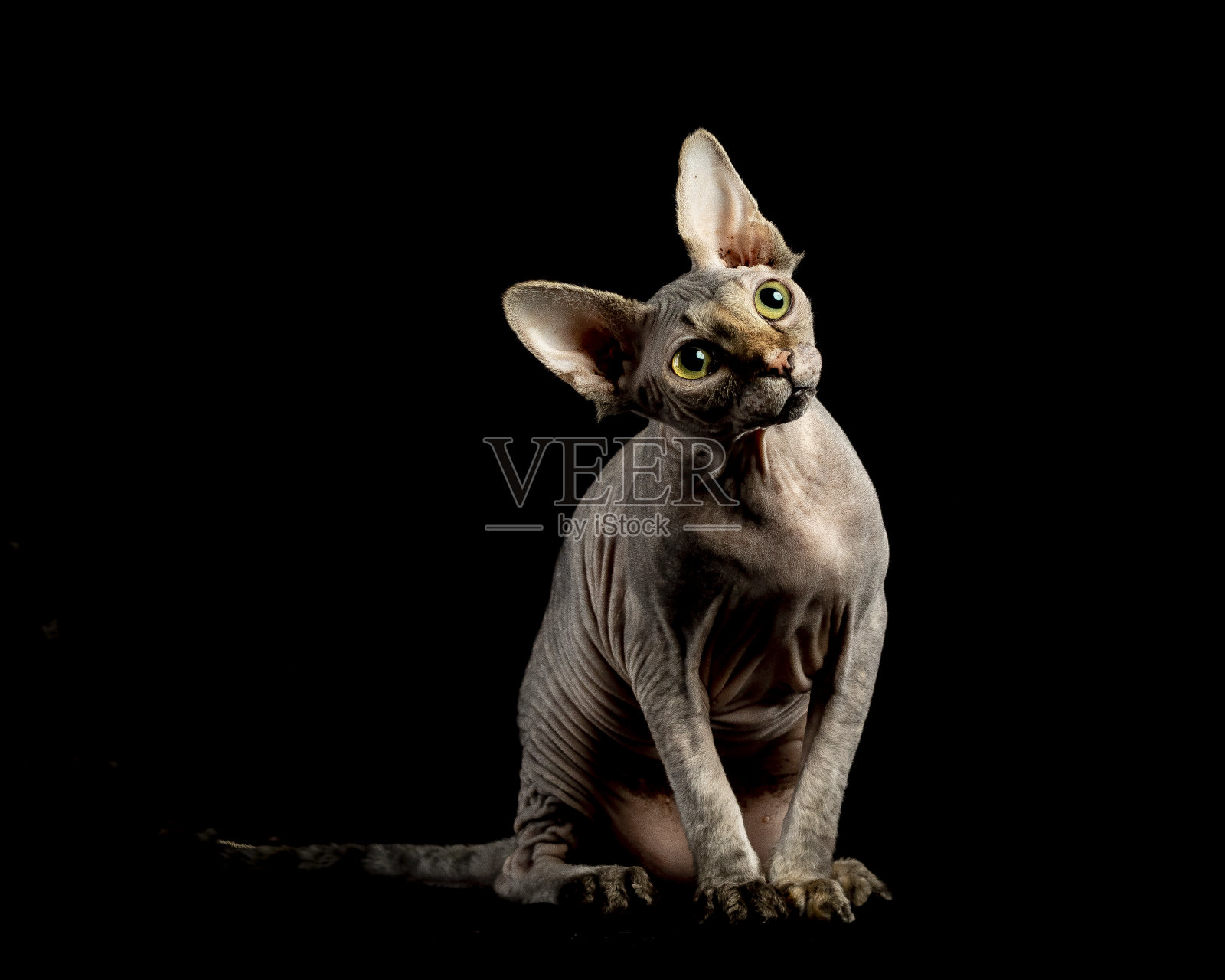 猫照片摄影图片