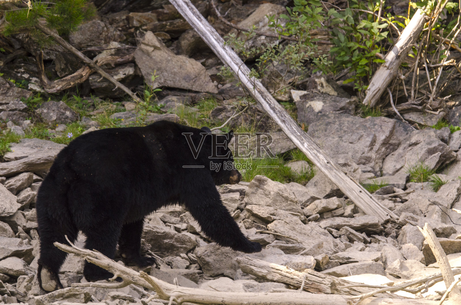 蓝河边的棕熊照片摄影图片