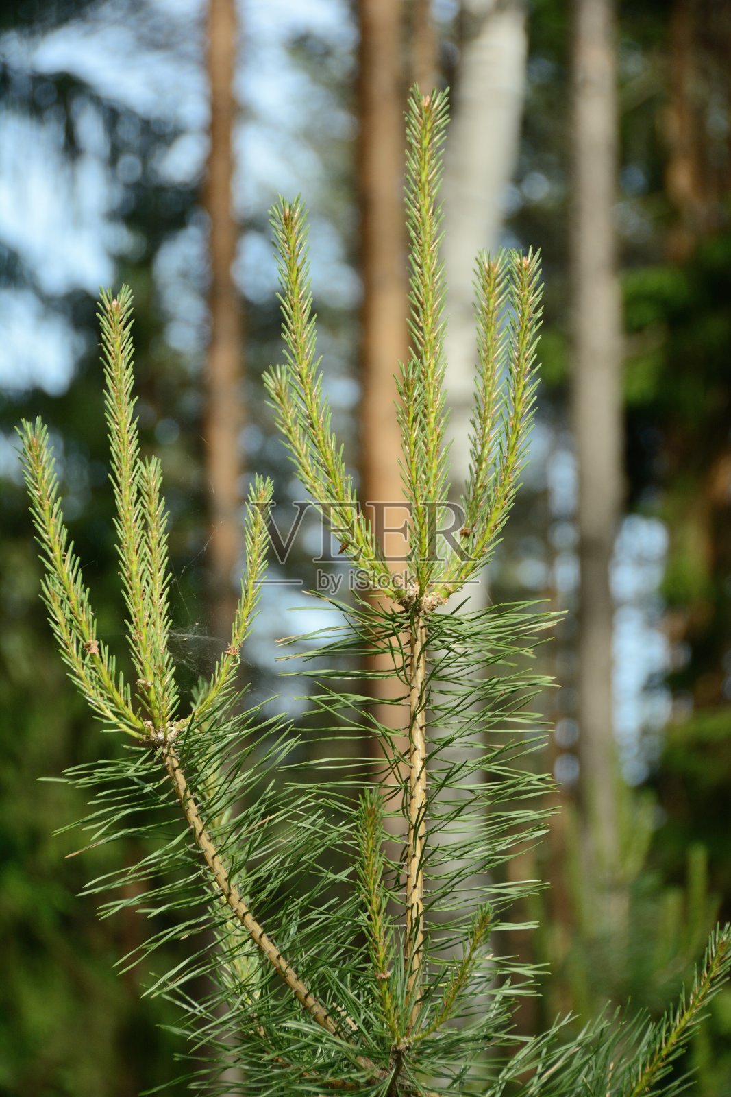 在失去焦点的树木背景下的一棵松树的幼枝照片摄影图片
