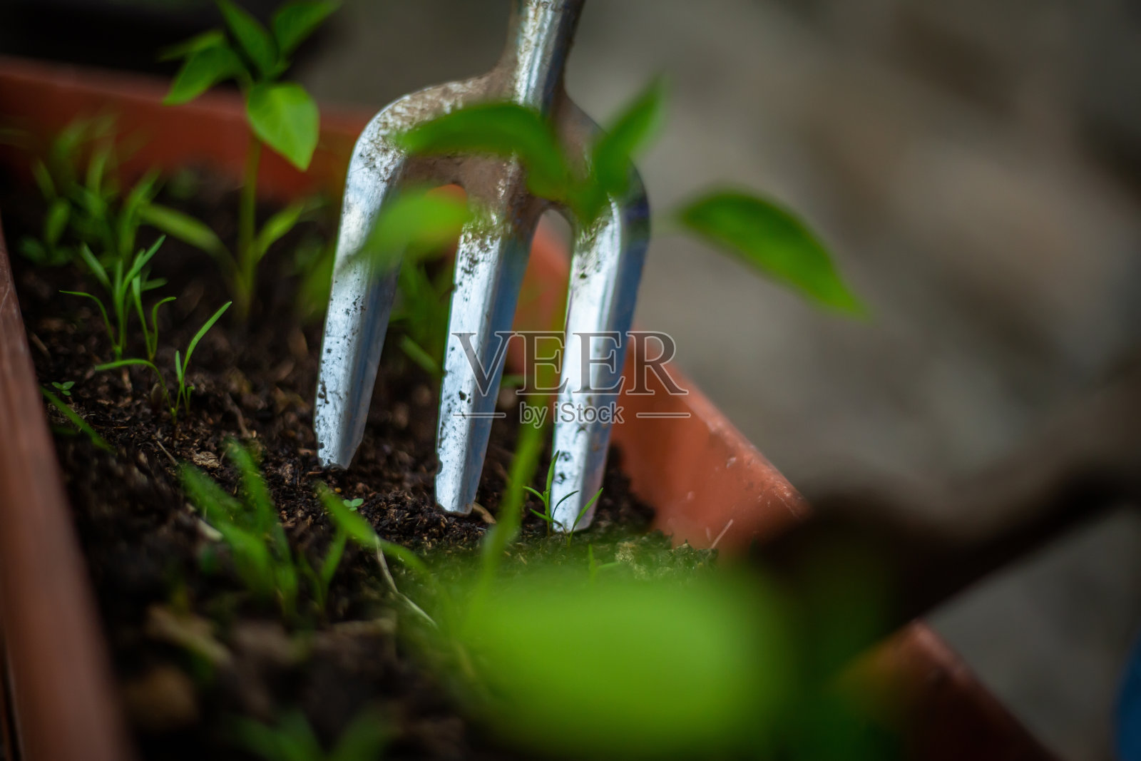 种植蔬菜照片摄影图片