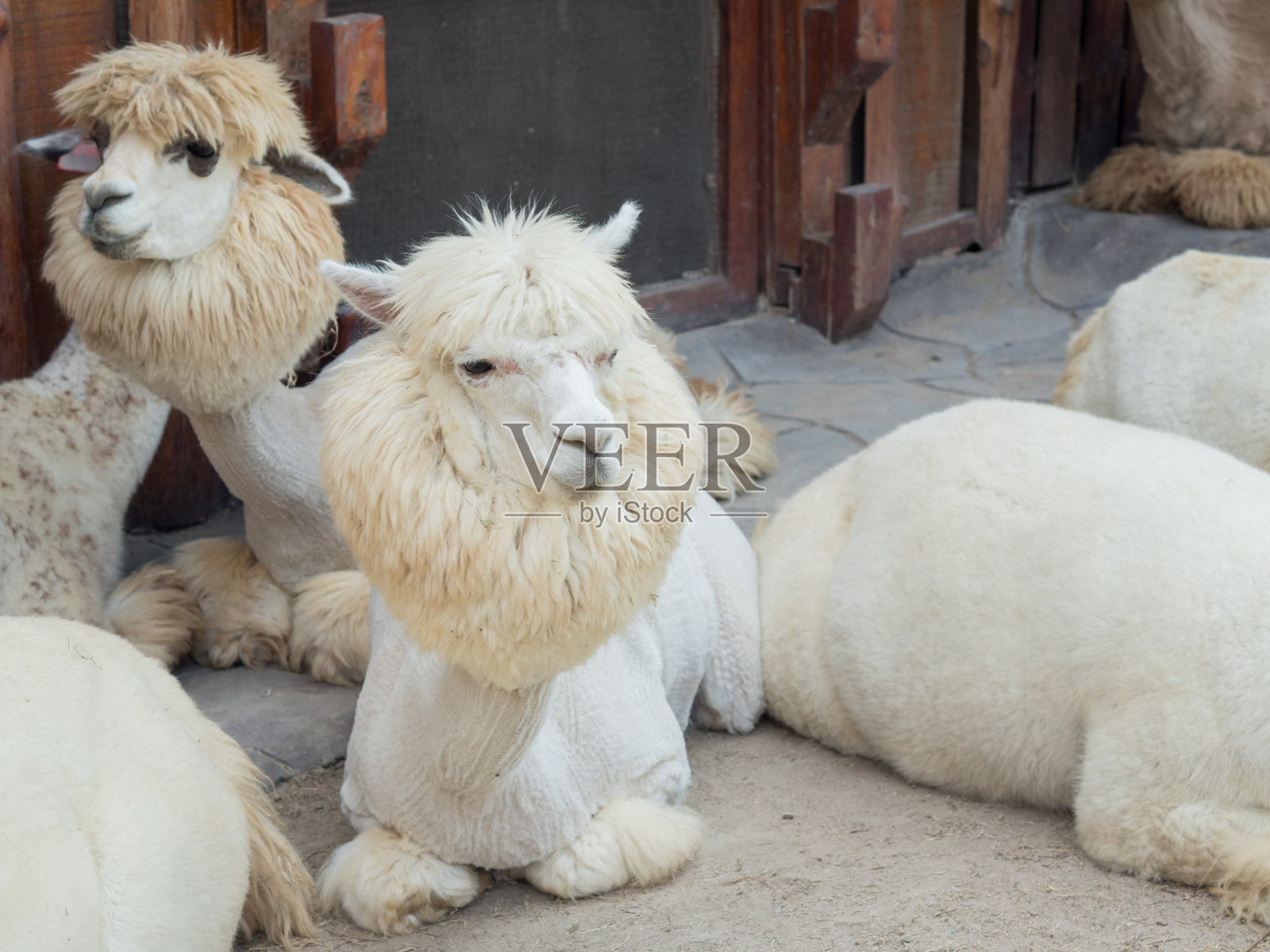 羊驼(骆马帕)照片摄影图片