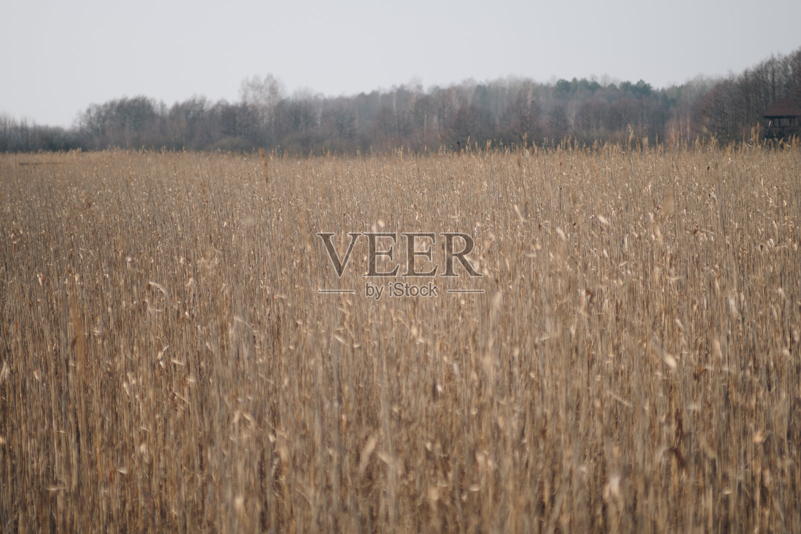 波兰polesie地区的自然景观照片摄影图片