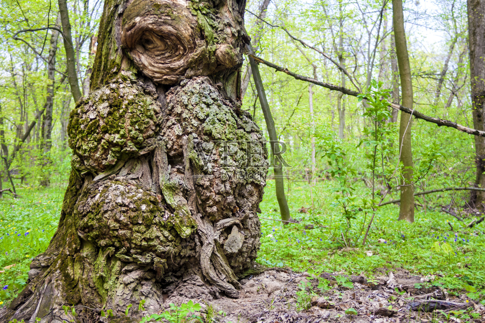 春日橡树树干上的树瘤照片摄影图片