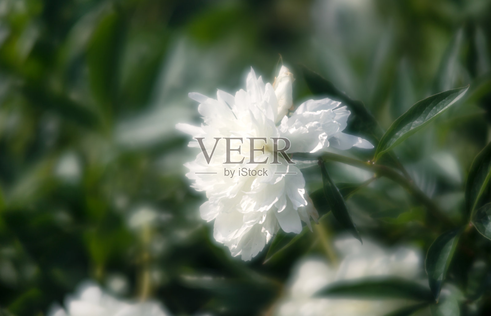 花园里盛开的牡丹照片摄影图片