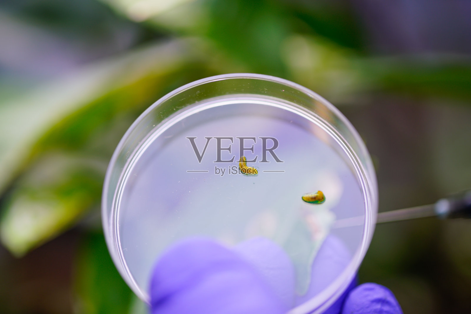 皮氏培养皿上的潜叶虫幼虫照片摄影图片