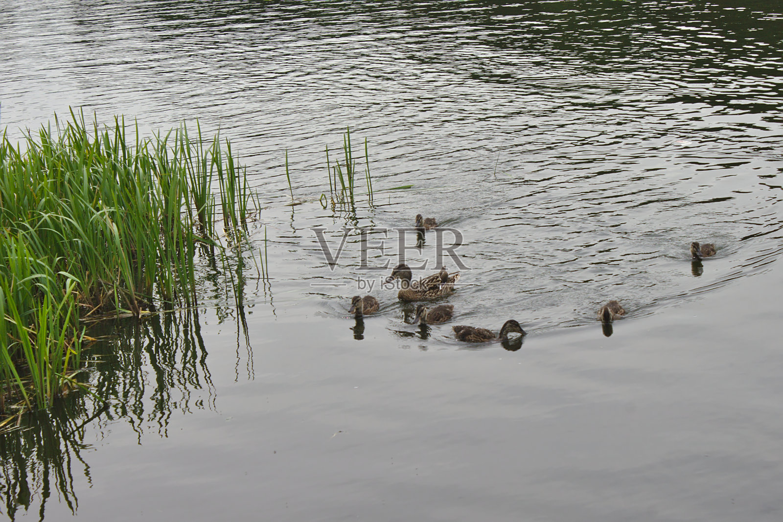 一只鸭子和一群小鸭在湖里照片摄影图片