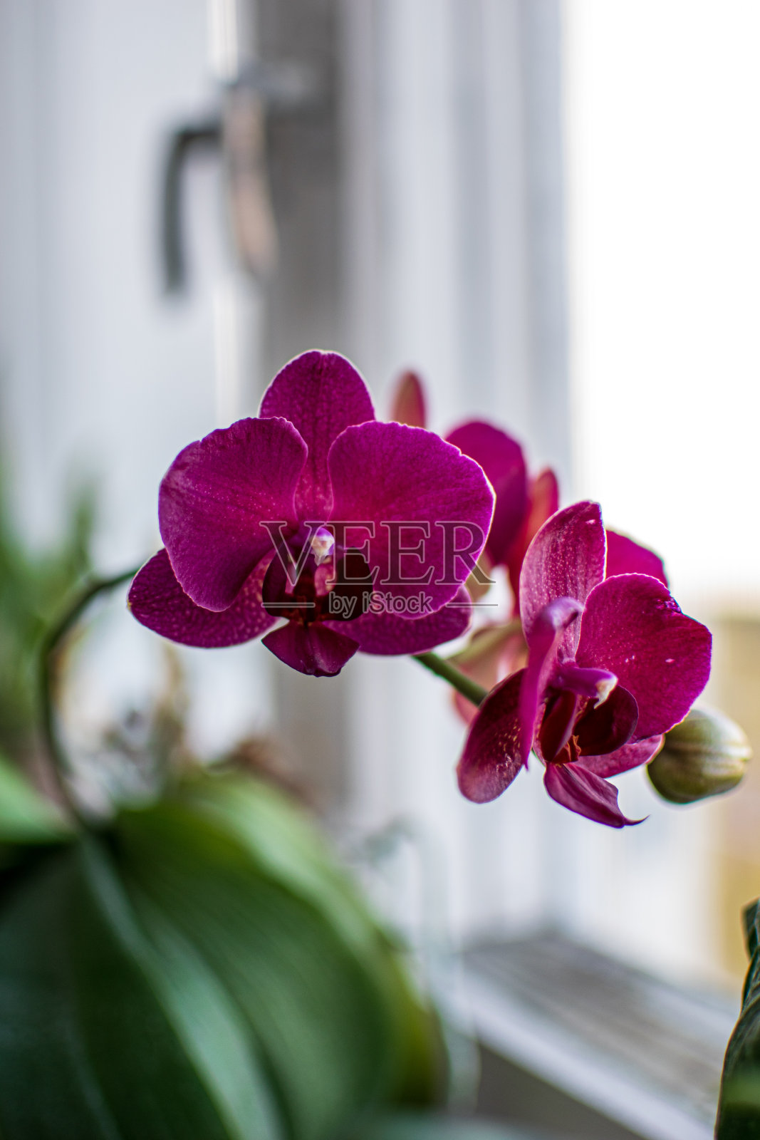 明亮的白色室内的家庭植物照片摄影图片