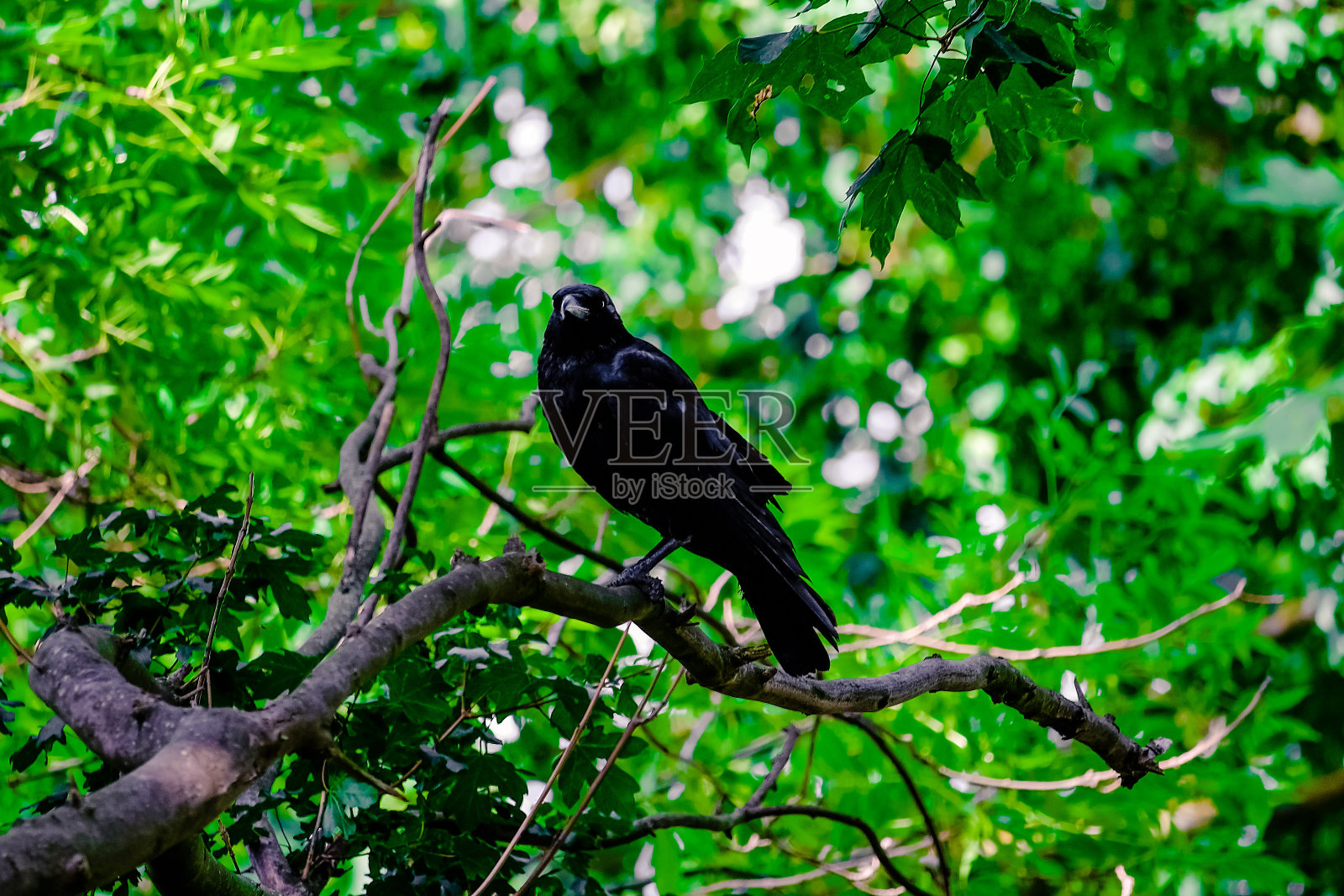 乌鸦黑乌鸦在树上照片摄影图片