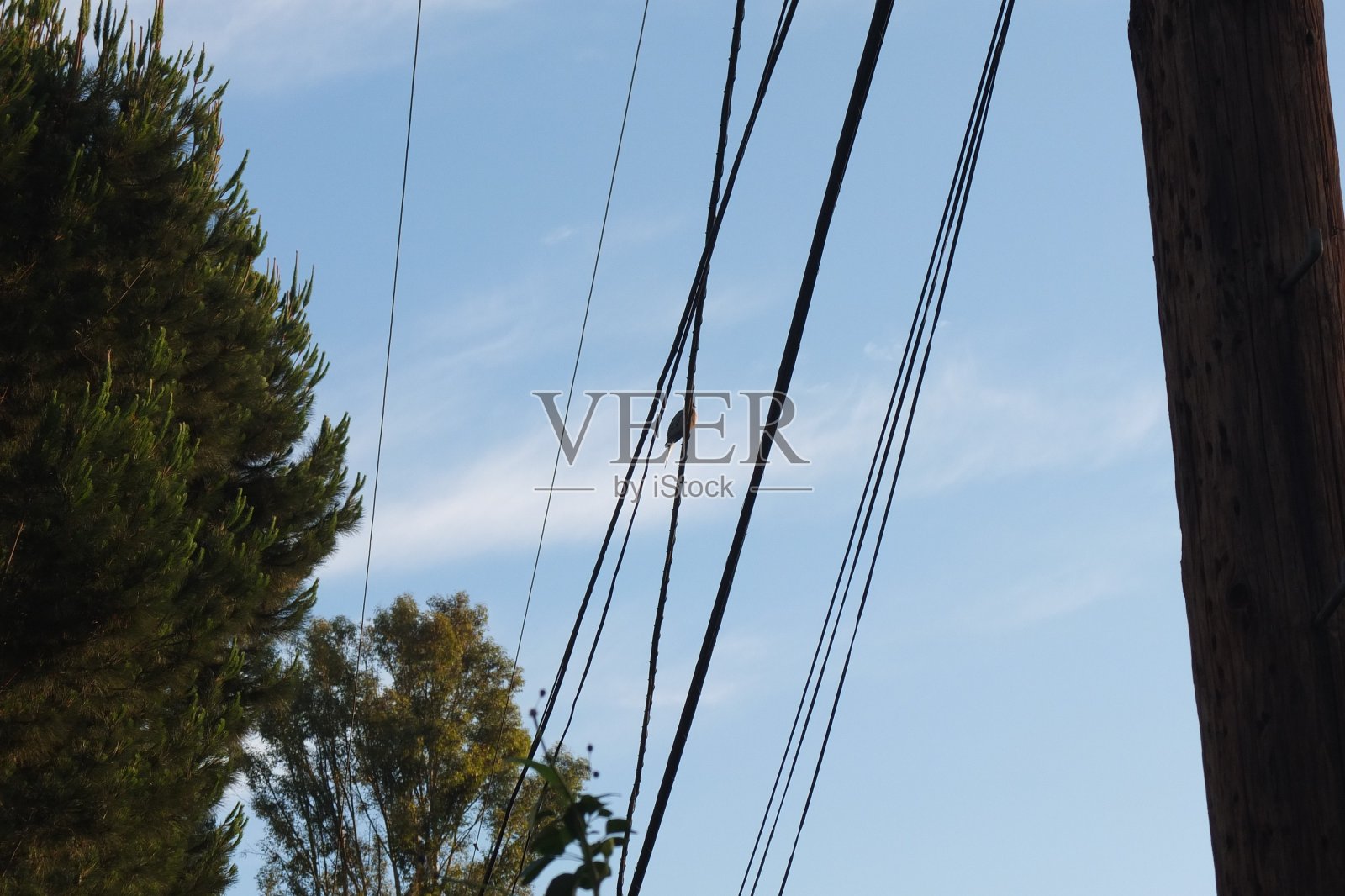 鸟的早晨照片摄影图片